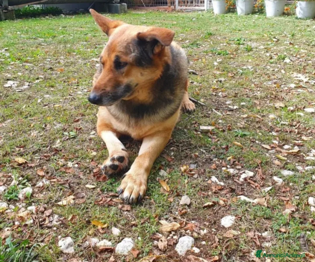 Pastore Tedesco cani in regalo: Pastore Tedesco adulto TRIPODE che nessuno vuole  - Annuncio 2