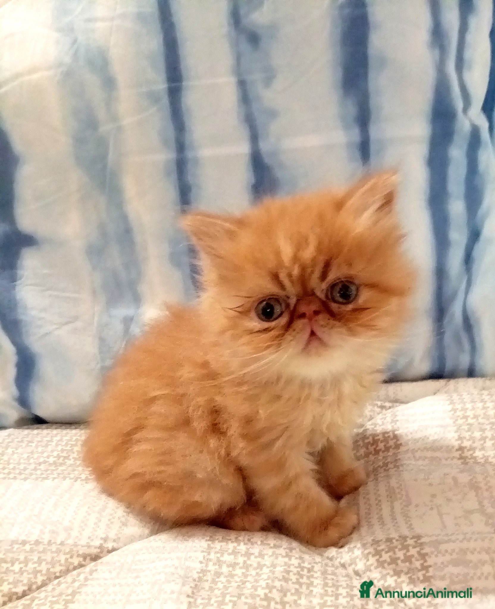 Persiano gatti Gattini persiani - Annuncio 24