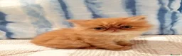Persiano gatti in vendita: Gattini persiani - Annuncio 1