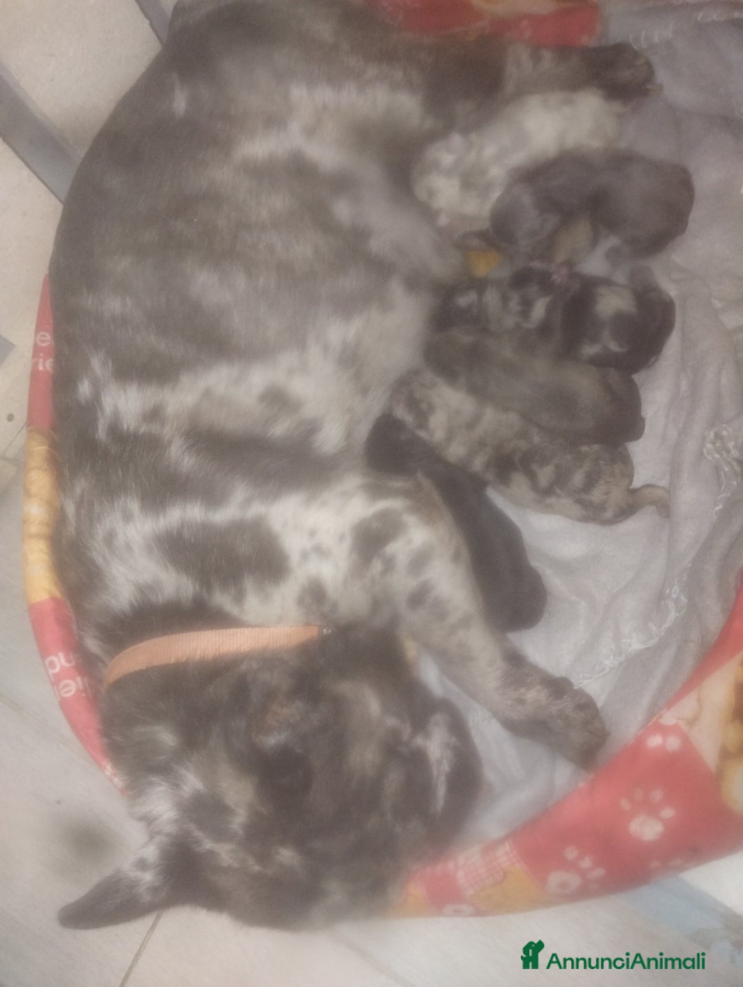 Bulldog Francese cani in vendita: Bulldog francese  a Provincia di Foggia - Immagine 7