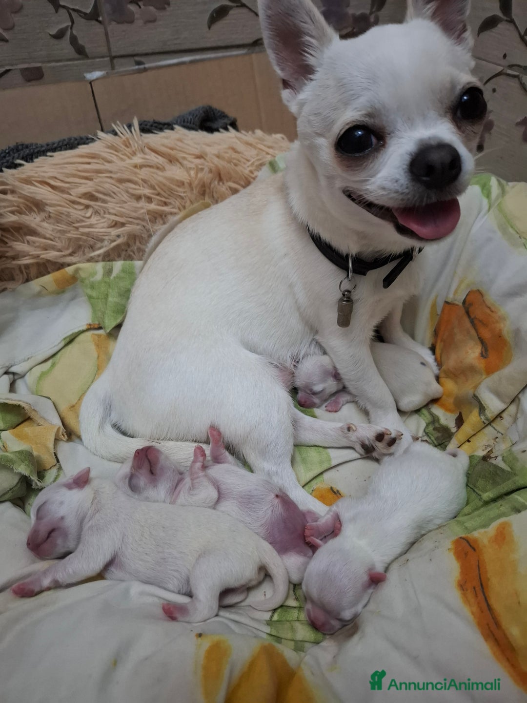 Chihuahua cani in vendita: Meravigliosi cuccioli di chihuahua bianchi - Annuncio 8