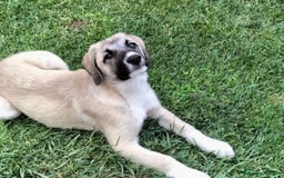 Pastore dell’Anatolia cani in regalo: Adozione splendido cucciolo 3 mesi taglia grande a Città Metropolitana di Torino - Immagine 3