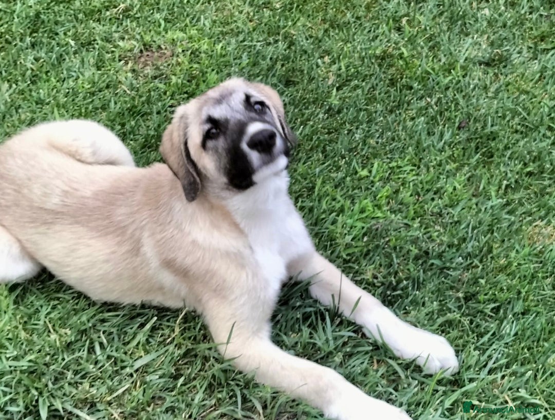 Pastore dell’Anatolia cani in regalo: Adozione splendido cucciolo 3 mesi taglia grande a Città Metropolitana di Torino - Immagine 3