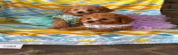 Barboncino Toy cani in vendita: Baroncini toy  - Annuncio 2