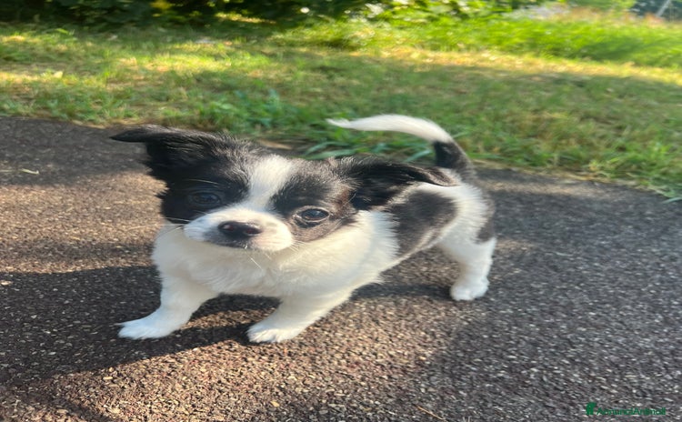 Chihuahua cani a Provincia di Reggio Emilia - Annuncio 1