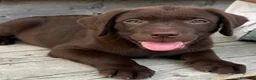 Labrador cani in vendita: Cuccioli labrador retriever  - Annuncio 7