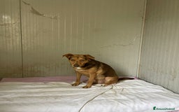 Meticcio cani in regalo: SOS BIANCANEVE - Immagine 7