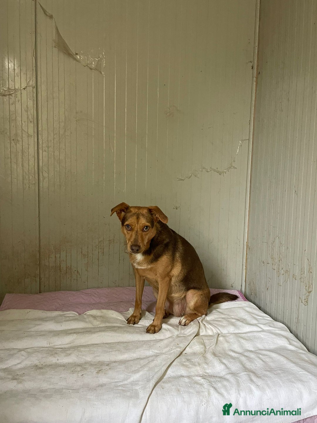 Meticcio cani in regalo: SOS BIANCANEVE - Immagine 7