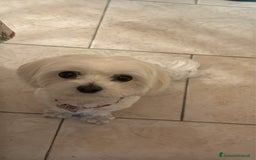 Maltese cani in vendita: Maltese - Immagine 5