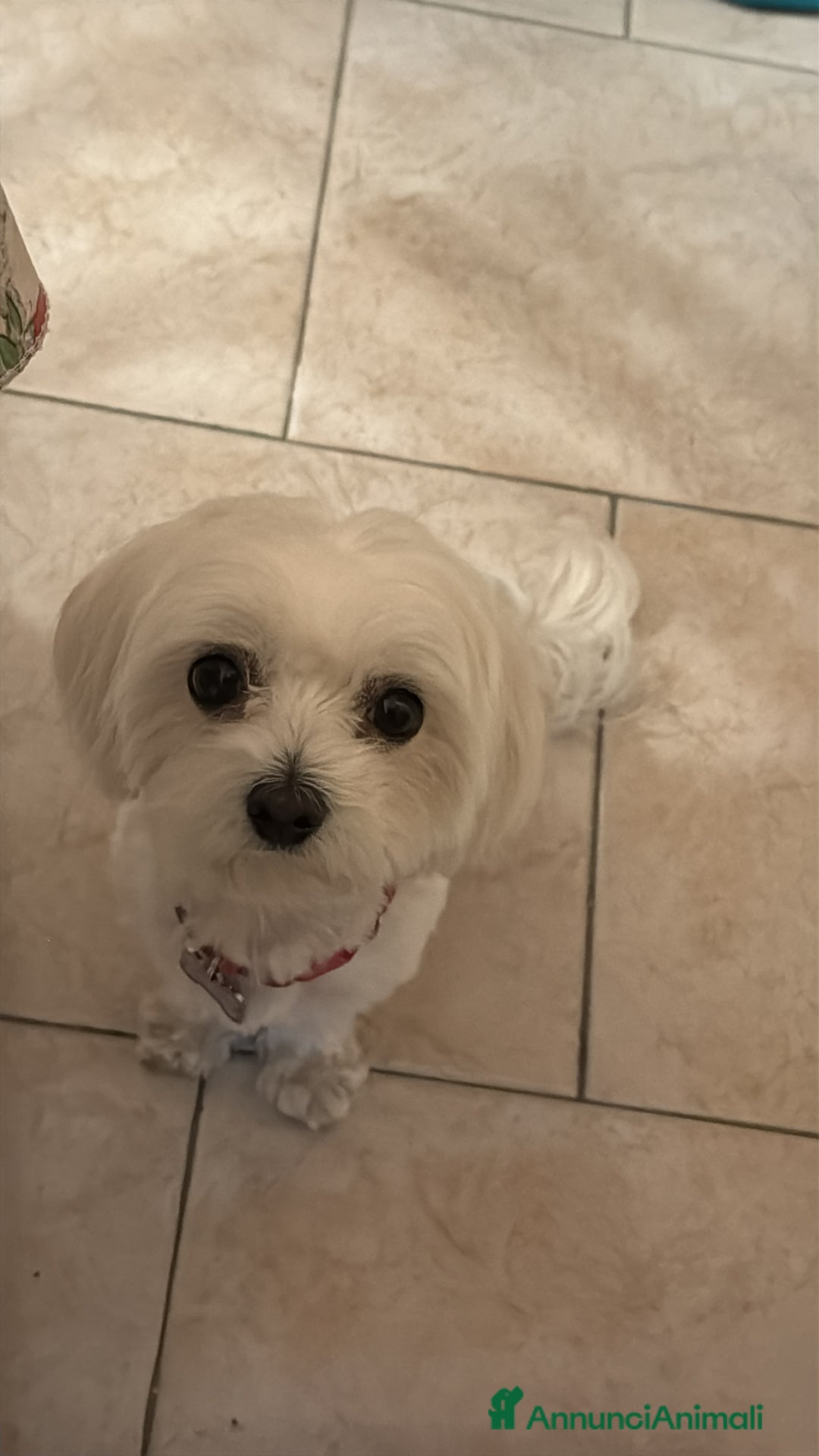 Maltese cani in vendita: Maltese - Immagine 5