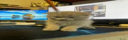 Scottish gatti in vendita: Scottish Fold  - Annuncio 4
