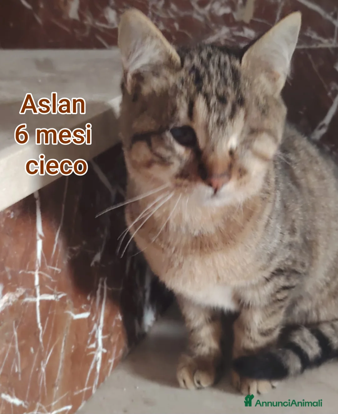 Altre razze gatti in regalo: SERVONO ADOZIONI X SALVARLI - Annuncio 12