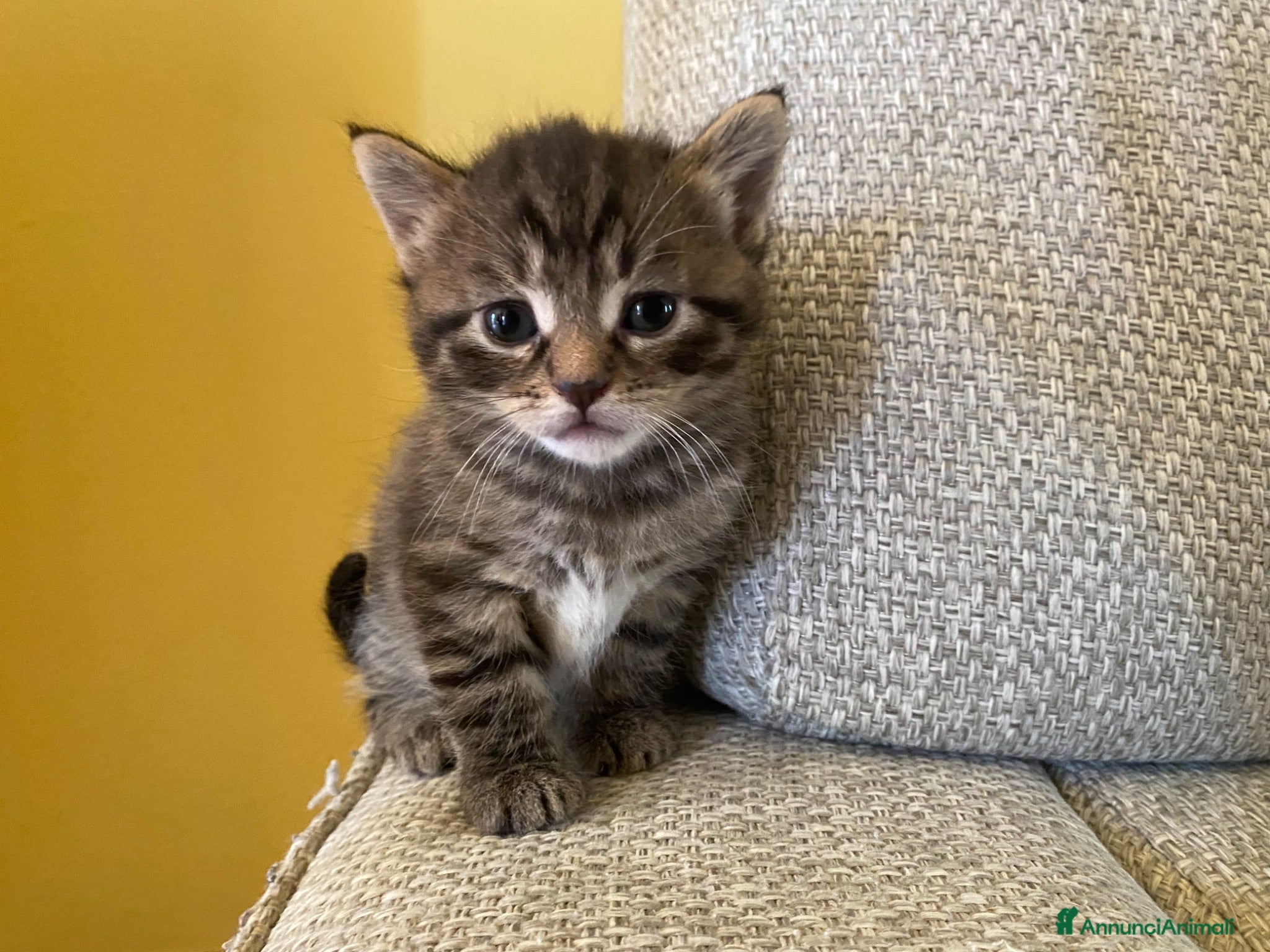 Meticcio gatti Cucciolata gatto europeo meticcio - Annuncio 1