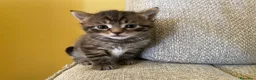 Meticcio gatti in regalo: Cucciolata gatto europeo meticcio - Annuncio 1