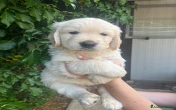 Golden Retriever cani in vendita: Cuccioli di Gold Retriever con pedigree  - Immagine 11
