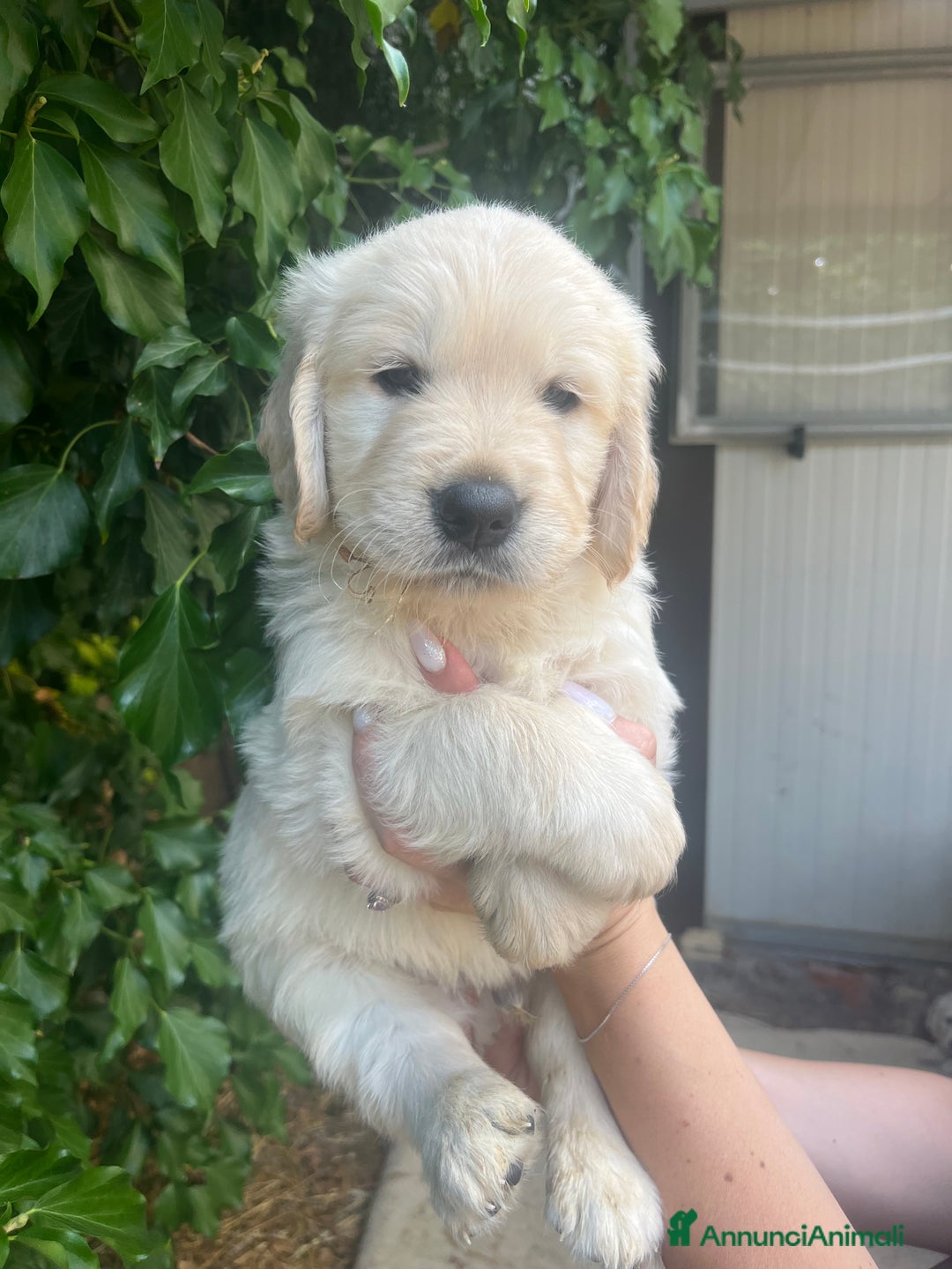 Golden Retriever cani in vendita: Cuccioli di Gold Retriever con pedigree  - Immagine 11