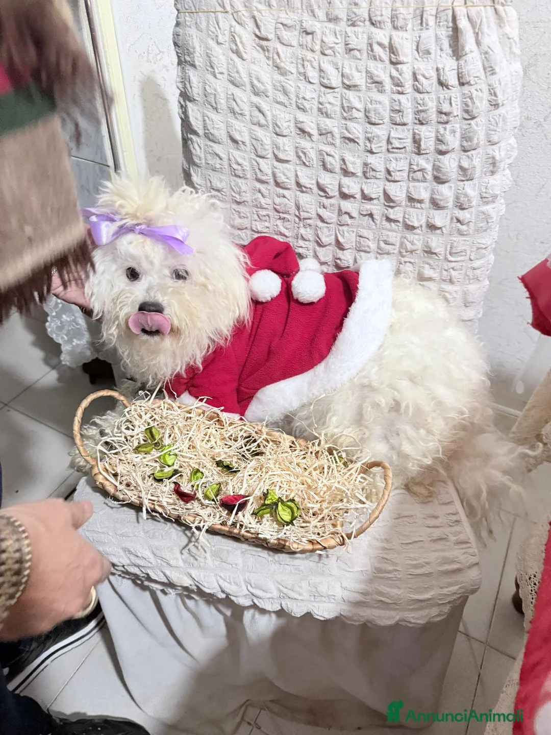 Maltese cani in vendita: Cucciolo maltese razza pura manto bianco - Annuncio 1