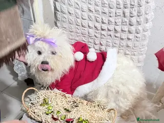 Maltese cani Cucciolo maltese razza pura manto bianco - Annuncio 22