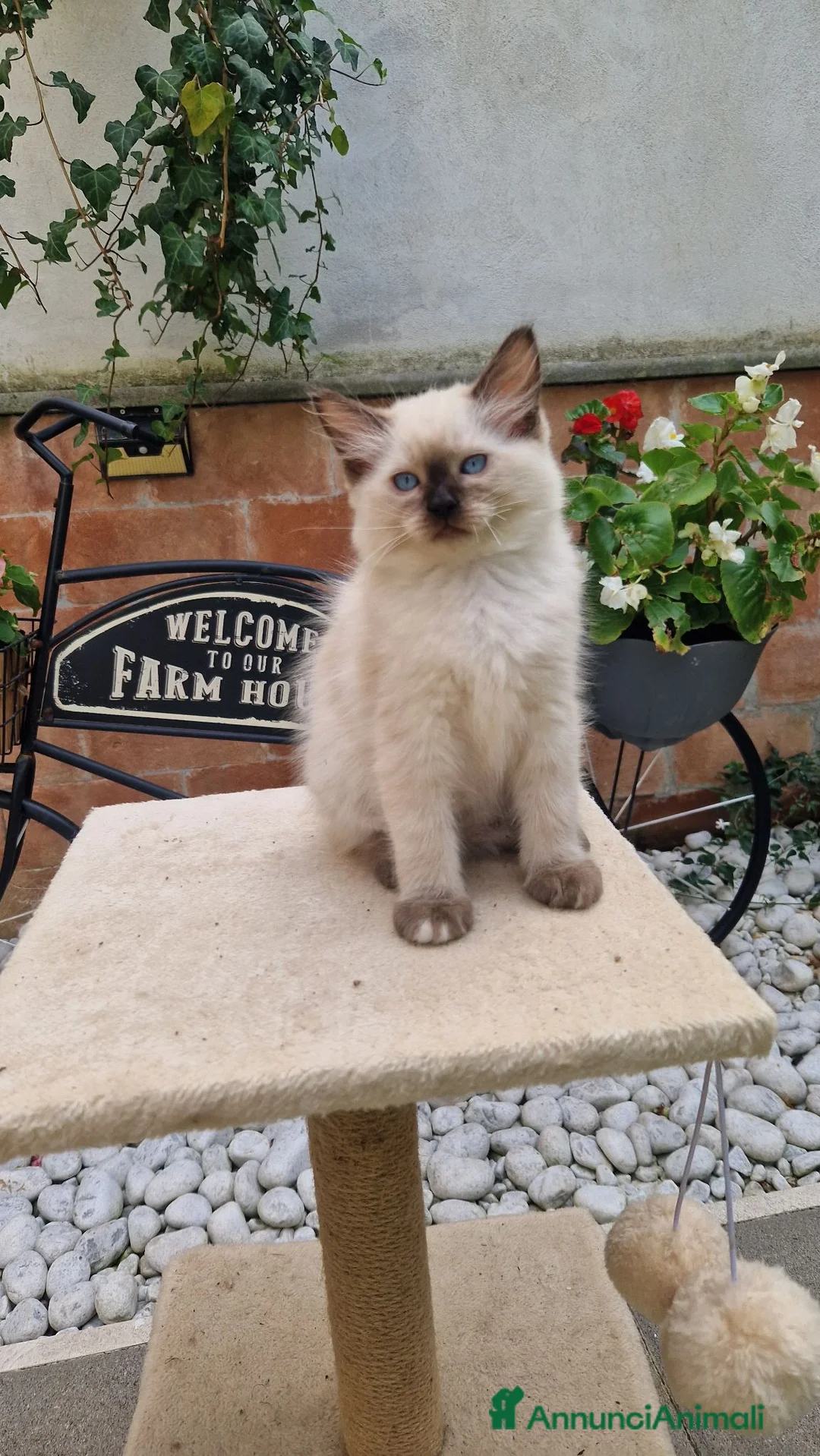 Ragdoll gatti in vendita: Cuccioli Gatti Ragdoll  - Annuncio 9