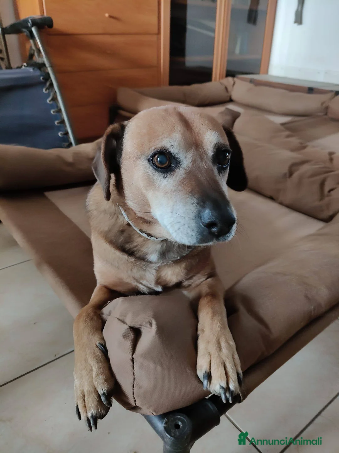 Meticcio cani in regalo: Sasha: 10 anni, adozione del cuore  - Annuncio 2