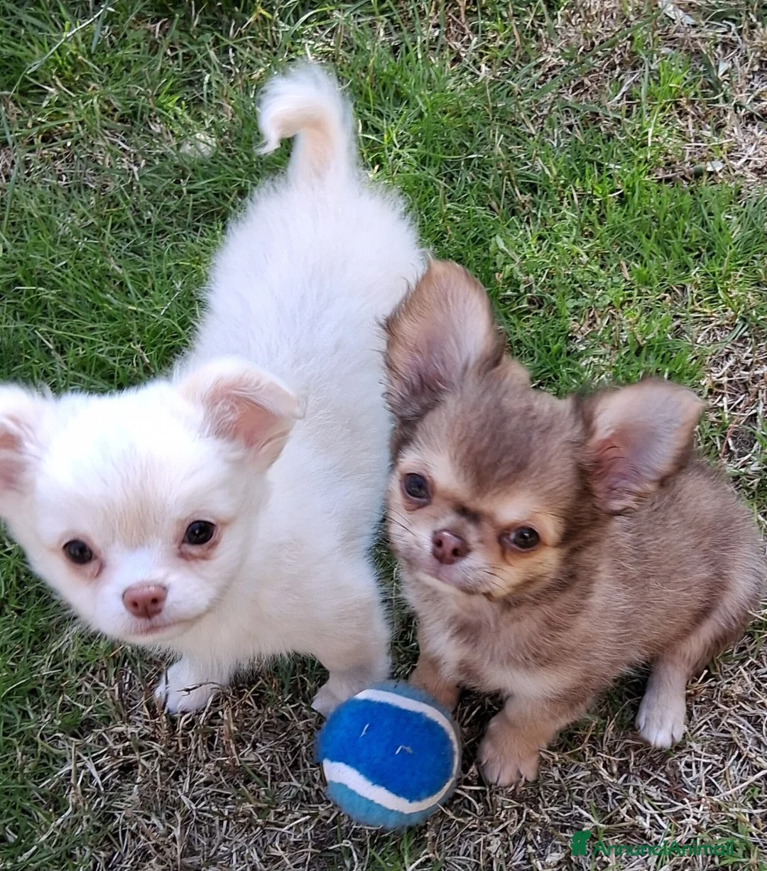 Meticcio cani in vendita: Cuccioli di piccola taglia a Provincia di Rieti - Annuncio 1