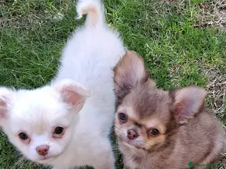 Meticcio cani Cuccioli di piccola taglia - Annuncio 1