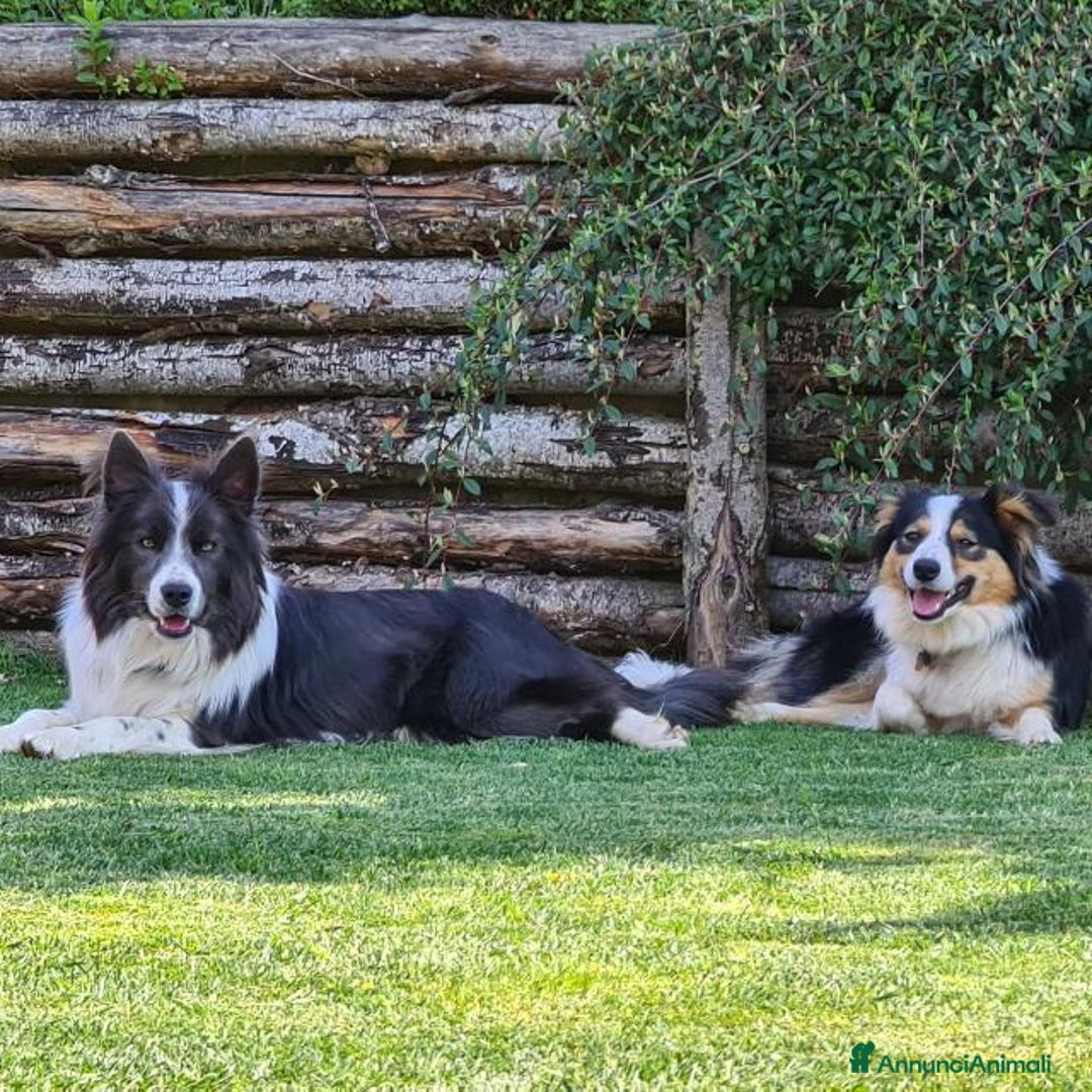 Border Collie cani in vendita: Cuccioli di border collie  - Annuncio 2