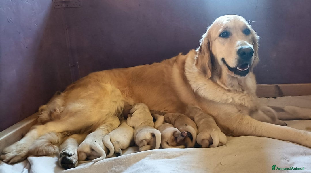 Golden Retriever cani in vendita: cuccioli di golden retriever - Annuncio 9