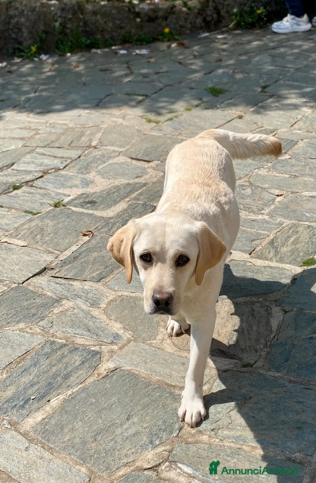Labrador cani in vendita: Cuccioli Labrador  - Annuncio 1