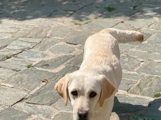 Labrador cani Cuccioli Labrador - Annuncio 2