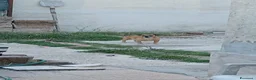 Meticcio cani in regalo: Triade di meticci - Annuncio 10