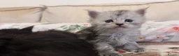 Maine Coon gatti in vendita: Cuccioli Maine Coon - Annuncio 5