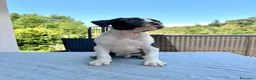 American Staffordshire cani in vendita: American Staffordshire Terrier  - Annuncio 9
