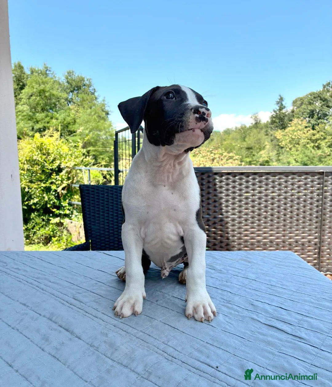 American Staffordshire cani in vendita: American Staffordshire Terrier  - Annuncio 9