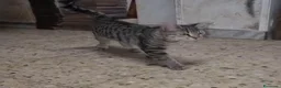 Meticcio gatti in regalo: 2micini tigrati sui 4mesi vivono in garage.COSENZA - Annuncio 3