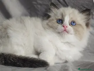 Ragdoll gatti Stupenda cucciolata Ragdoll - Annuncio 14