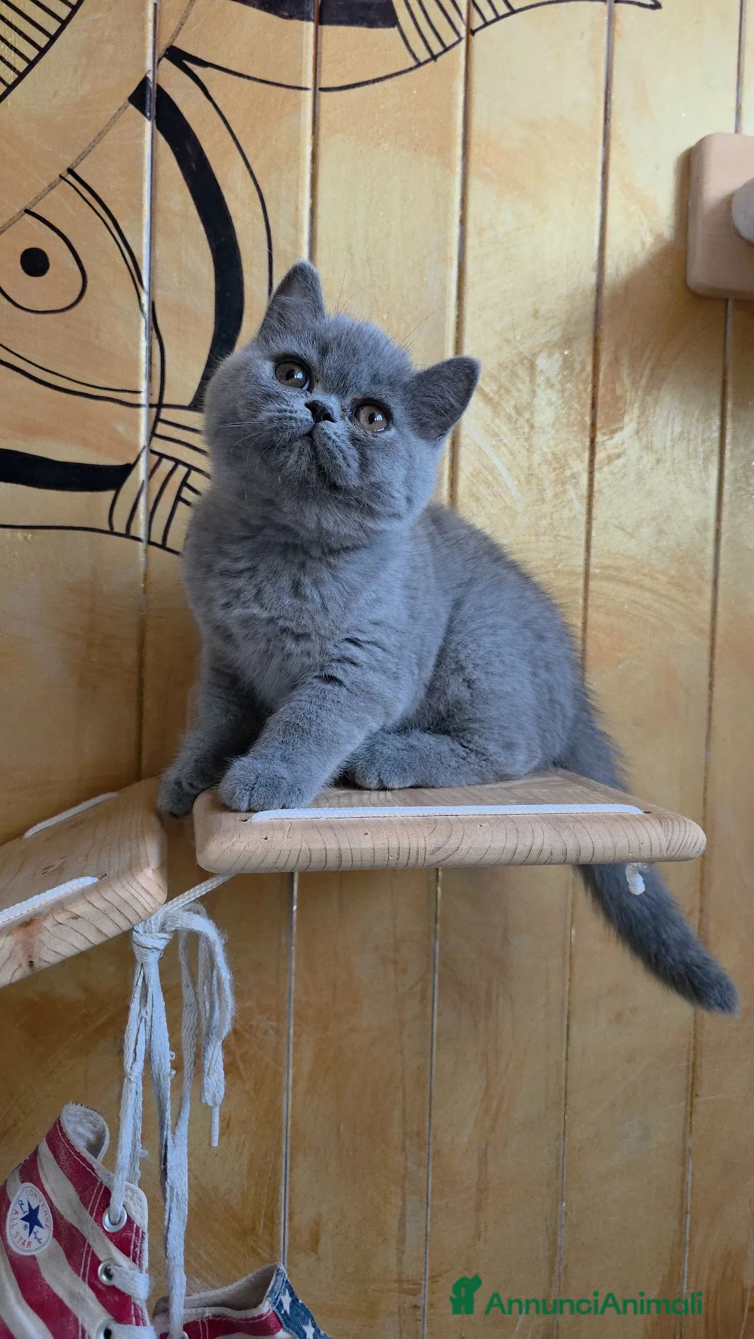 British gatti in vendita: Cucciole di British Shorthair  - Annuncio 2