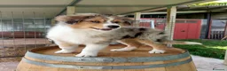 Australian Shepherd cani in vendita: Cuccioli Pastore Australiano - Australian sheperd - Annuncio 3