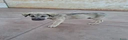 Pastore Asia Centrale cani in regalo: Cuccioli maschi Pastore Asia Centrale a Provincia di Lecce - Annuncio 3