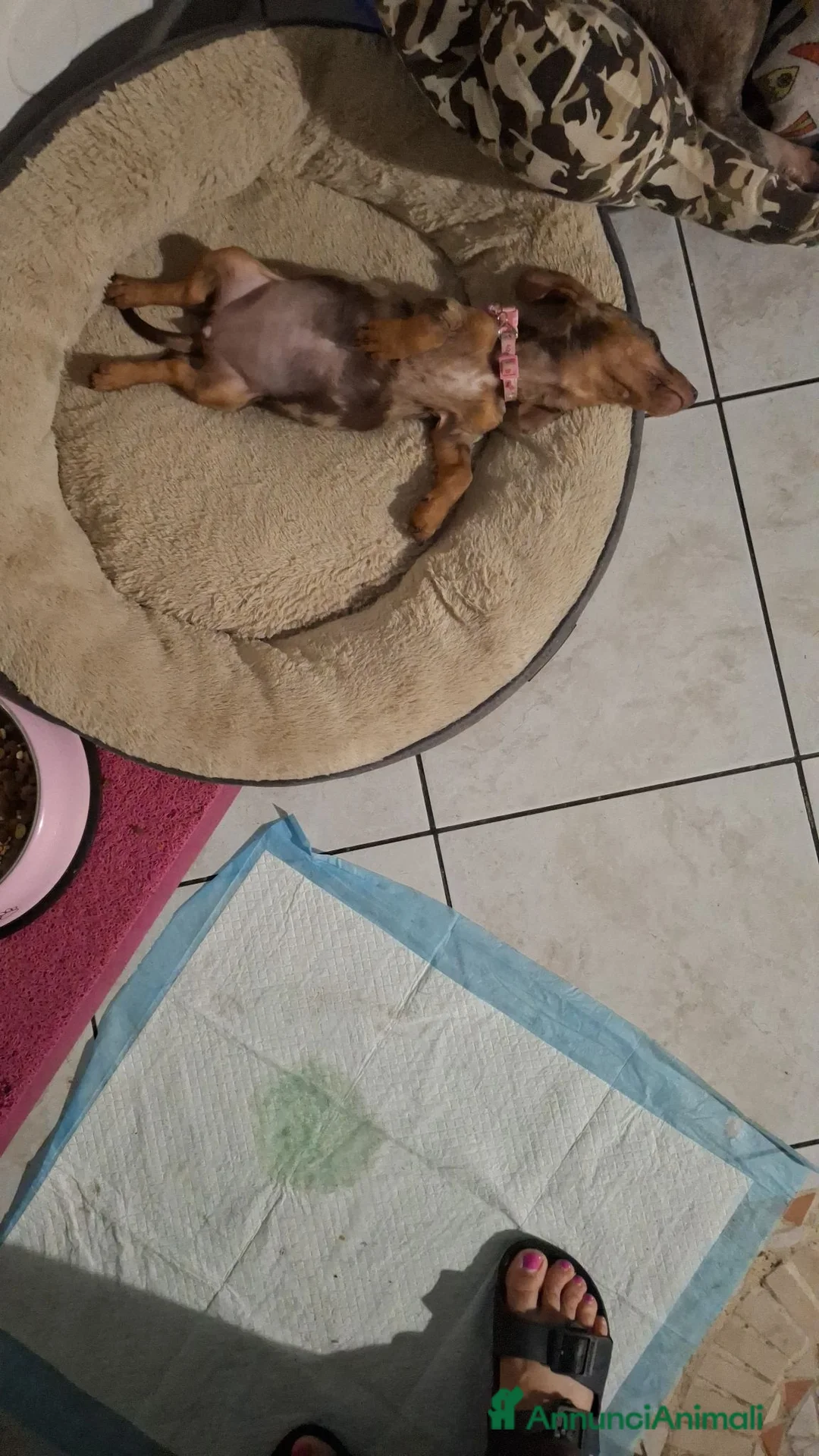 Bassotto cani in vendita: Bassotto Arlecchino a Città Metropolitana di Torino - Annuncio 3