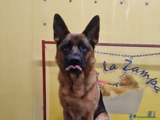 Pastore Tedesco cani Pastore Tedesco pura,bellissima 4anni COSENZA SOS - Annuncio 7