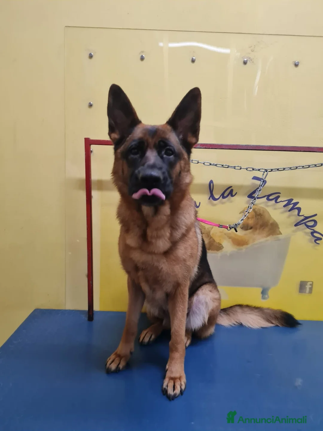 Pastore Tedesco cani in regalo: Pastore Tedesco pura,bellissima 4anni COSENZA SOS - Annuncio 1