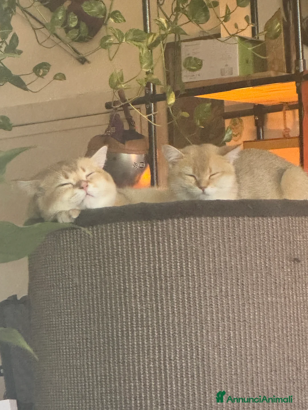 Scottish gatti in vendita: Cuccioli Scottish Straight Golden Pedigree ENFI a Città metropolitana di Milano - Annuncio 2