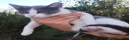Meticcio gatti in regalo: Gattina cerca casa  a Provincia di Perugia - Annuncio 2