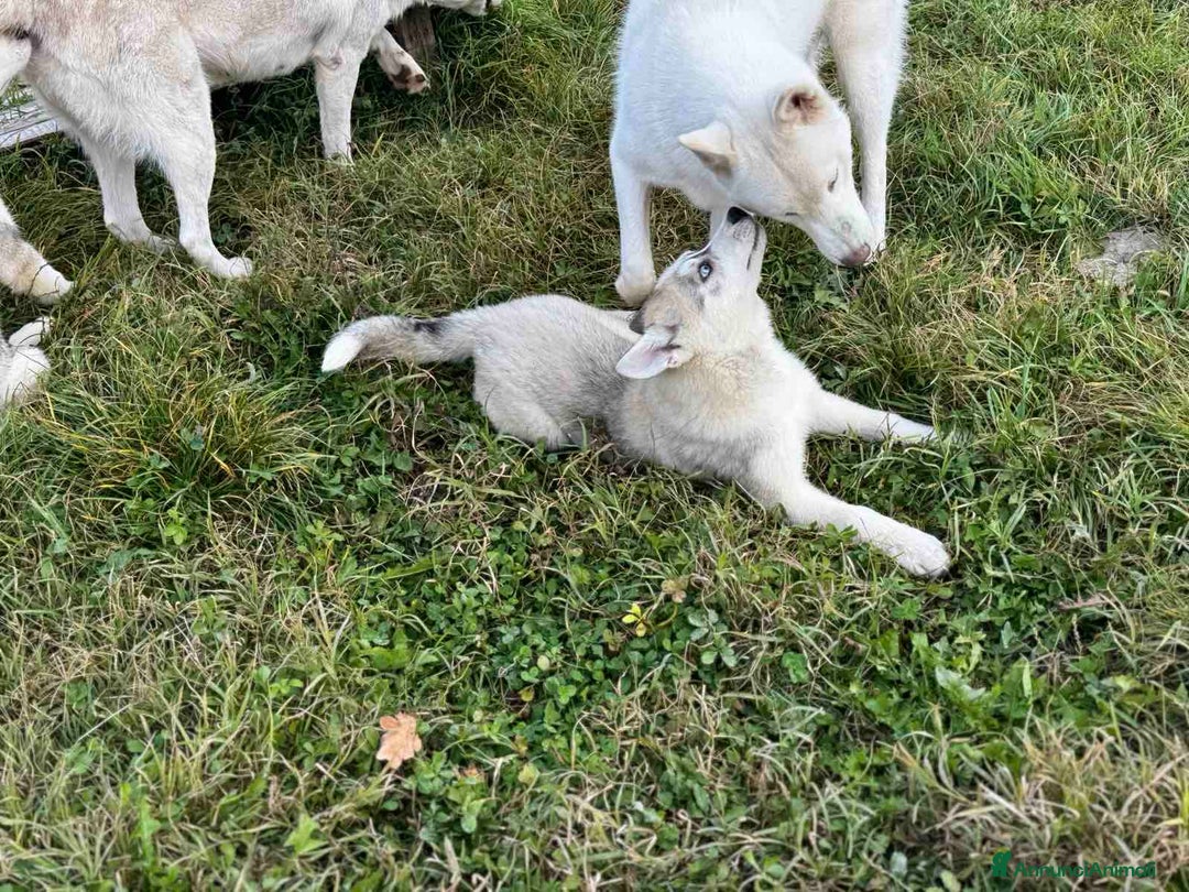 Husky cani in vendita: Cucciolo di Husky occhi azzurri e pedigree ENCI - Annuncio 2