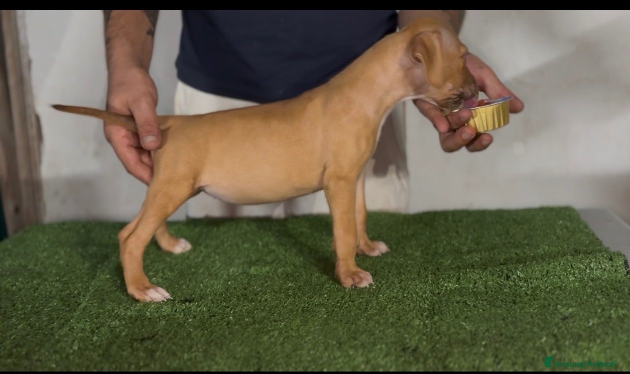 Pitbull cani Pitbull ukc  - Annuncio 2