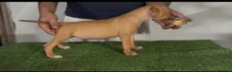 Pitbull cani in vendita: Pitbull ukc  - Annuncio 2