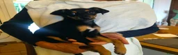 Meticcio cani in regalo: CUCCIOLA TG P  - Annuncio 2