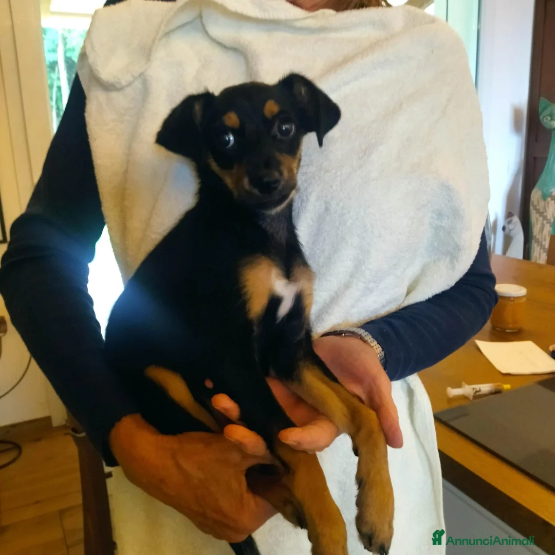 Meticcio cani in regalo: CUCCIOLA TG P  - Annuncio 2