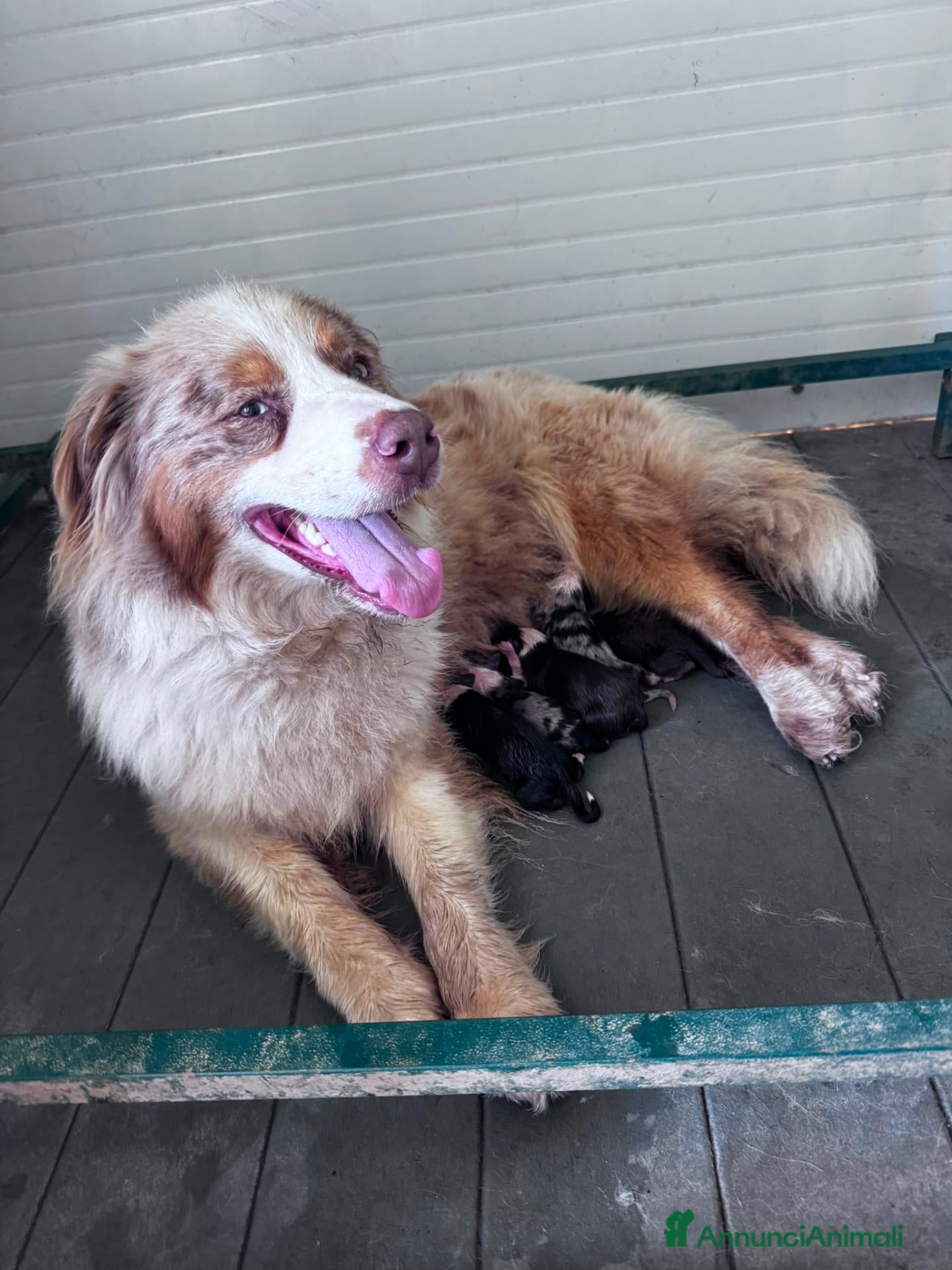 Australian Shepherd cani Ultimo cucciolo di pastore australiano  - Annuncio 3